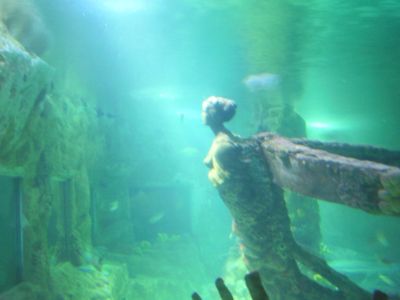 Brighton Sea Life underwater tunnel